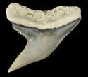 Fossil Tiger Shark Tooth - Lee Creek (Aurora), NC #47670-1